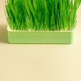 Maxbell Nursery Tray Soil Free Seeds Germination Trays for Seedling Planting Green