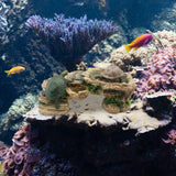 Maxbell Turtle Resting Basking Platform Climbing Shelf Reptile Habitat Climbing Ramp L