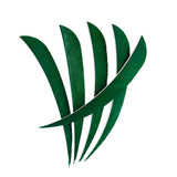 Maxbell 12pcs 3inch Archery Arrow Turkey Feathers Fletchings Vanes Dark Green