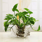 Maxbell Flowerpot Decoration Drinking Cups Glassware for Cold Drinks Home Juices Medium