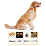 Maxbell Flea and Tick Collar for Cats and Puppies Extendable Adjustable Orange