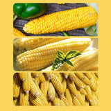 Maxbell Rotary Corn Manual Corn Threshing Corn COB Remover for Home Kitchen Chef