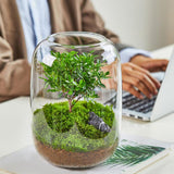 Maxbell Vase Glass Glass Empty Bottle for Home Office Ornament