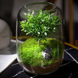 Maxbell Vase Glass Glass Empty Bottle for Home Office Ornament