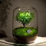 Maxbell Vase Glass Glass Empty Bottle for Home Office Ornament