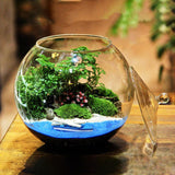 Maxbell Glass Terrarium Decorative DIY 6.30'' Planter Jar for Chocolate Sugar Coffee