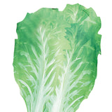 Maxbell Adult Food Costume Lovely Unisex Dress up for Themed Party Stage Performance Vegetables