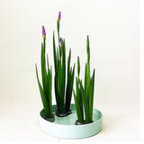 Max Japanese Ikebana Shippo Flower Arranging Frogs Flower Holder Planter 3 Rings