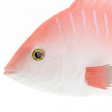 Maxbell Fake Simulation Fishing Bait Bionic Soft Fishing Lures(Grey, Red, Pink) Pink