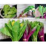 Artificial Lifelike Fake Vegetable Lettuce Model Decoration Learning Props