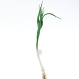 Max Green Artificial Food Vegetable and Fruit Models Garlic Shallot Garlic 40cm