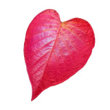 Maxbell Red Simulated Leaf Flannel Blanket Lightweight for Friends family 200cmx230cm