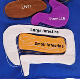 Maxbell DIY Organ Apron Educational Tool Apron Kitchen Apron Cooking Apron Bib