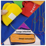 Maxbell DIY Organ Apron Educational Tool Apron Kitchen Apron Cooking Apron Bib