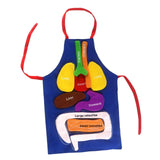 Maxbell DIY Organ Apron Educational Tool Apron Kitchen Apron Cooking Apron Bib