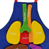 Maxbell DIY Organ Apron Educational Tool Apron Kitchen Apron Cooking Apron Bib