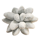 Maxbell Succulents Pillow Sleeping Pillow Plant Pillows for Room Decor Gray