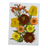 Maxbell Dried Flowers Crafts Multipurpose for Table Decorations Furniture Phone Case Orange yellow