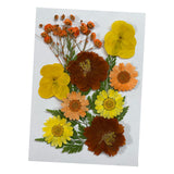 Maxbell Dried Flowers Crafts Multipurpose for Table Decorations Furniture Phone Case Orange yellow