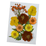 Maxbell Dried Flowers Crafts Multipurpose for Table Decorations Furniture Phone Case Orange yellow