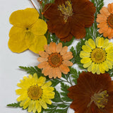 Maxbell Dried Flowers Crafts Multipurpose for Table Decorations Furniture Phone Case Orange yellow