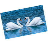 Maxbell DIY 5D Diamond Embroidery Painting Cross Stitch Kit Animal Decor Swan