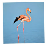 Maxbell 1 Set Daimond Painting Kit Lovely Animal Picture for Wall Decor Flamingos