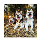 Maxbell 1 Set Daimond Painting Kit Lovely Animal Picture for Wall Decor Dog and Cat