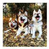Maxbell 1 Set Daimond Painting Kit Lovely Animal Picture for Wall Decor Dog and Cat