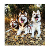 Maxbell 1 Set Daimond Painting Kit Lovely Animal Picture for Wall Decor Dog and Cat
