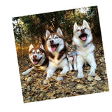 Maxbell 1 Set Daimond Painting Kit Lovely Animal Picture for Wall Decor Dog and Cat