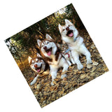 Maxbell 1 Set Daimond Painting Kit Lovely Animal Picture for Wall Decor Dog and Cat