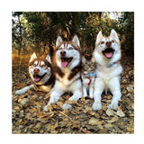 Maxbell 1 Set Daimond Painting Kit Lovely Animal Picture for Wall Decor Dog and Cat