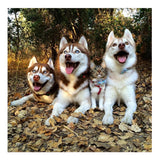 Maxbell 1 Set Daimond Painting Kit Lovely Animal Picture for Wall Decor Dog and Cat