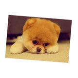 Maxbell 1 Set Beautiful Diamond Paniting Kit Cross Stitch Picture Handcraft Cute Dog