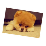 Maxbell 1 Set Beautiful Diamond Paniting Kit Cross Stitch Picture Handcraft Cute Dog