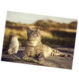 Maxbell DIY 5D Diamond Embroidery Painting Cross Stitch Kit Crafts Cat