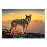 Maxbell DIY Diamond Painting Embroidery Paint By Number Kits Animal