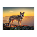 Maxbell DIY Diamond Painting Embroidery Paint By Number Kits Animal