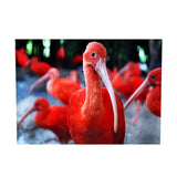 Maxbell DIY 5D Diamond Embroidery Painting Cross Stitch Art Kit Home Decor Flamingos
