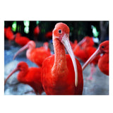 Maxbell DIY 5D Diamond Embroidery Painting Cross Stitch Art Kit Home Decor Flamingos