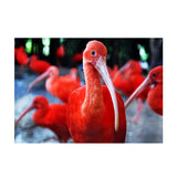 Maxbell DIY 5D Diamond Embroidery Painting Cross Stitch Art Kit Home Decor Flamingos