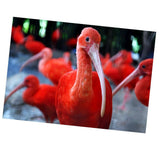 Maxbell DIY 5D Diamond Embroidery Painting Cross Stitch Art Kit Home Decor Flamingos