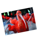 Maxbell DIY 5D Diamond Embroidery Painting Cross Stitch Art Kit Home Decor Flamingos