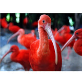 Maxbell DIY 5D Diamond Embroidery Painting Cross Stitch Art Kit Home Decor Flamingos