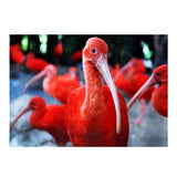 Maxbell DIY 5D Diamond Embroidery Painting Cross Stitch Art Kit Home Decor Flamingos