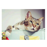Maxbell DIY 5D Diamond Painting Embroidery Cross Stitch Kit 40x30cm Cat