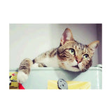Maxbell DIY 5D Diamond Painting Embroidery Cross Stitch Kit 40x30cm Cat