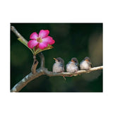 Maxbell 1 Set DIY Diamond Picture with Crystal Painting Kit Hand Craft Three Bird