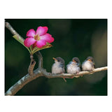 Maxbell 1 Set DIY Diamond Picture with Crystal Painting Kit Hand Craft Three Bird